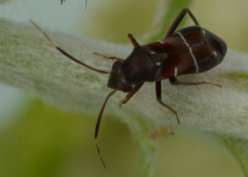 Pilophorus sp.